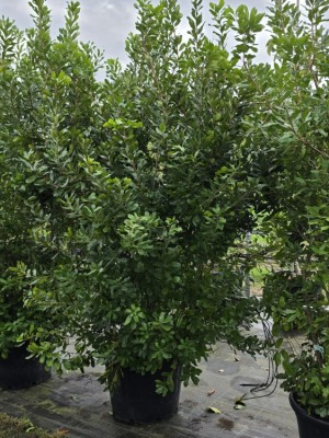 Afbeelding Amerikaanse wasgagel - Myrica pensylvanica