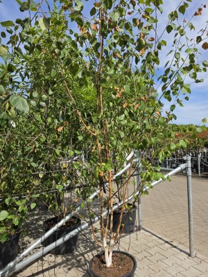 Afbeelding Himalayaberk - Betula utilis 'Doorenbos'