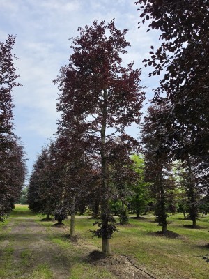 Afbeelding Rode beuk als solitair - Fagus sylvatica 'Atropunicea'