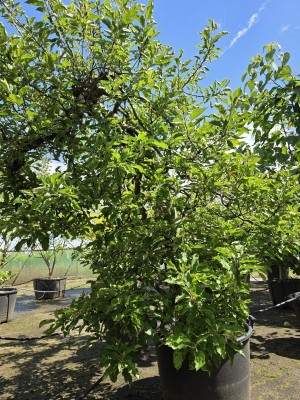 Afbeelding Appel Elstar als laagstam voor de kleine tuin - malus domestica 'Elstar'