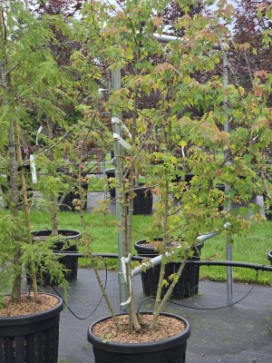 Afbeelding drietand esdoorn - Acer buergerianum