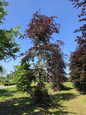 Afbeelding Rode beuk - Fagus sylvatica 'Atropunicea'