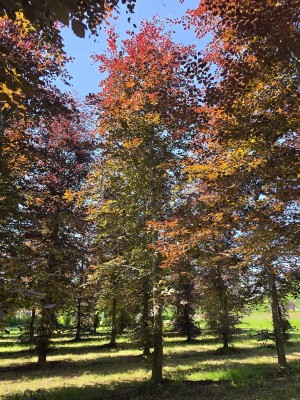 Afbeelding Rode beuk - Fagus sylvatica 'Atropunicea'