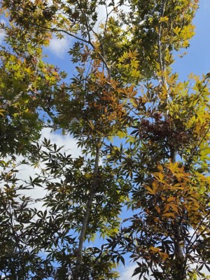 Afbeelding Japanse esdoorn - Acer palmatum 'Musashino'