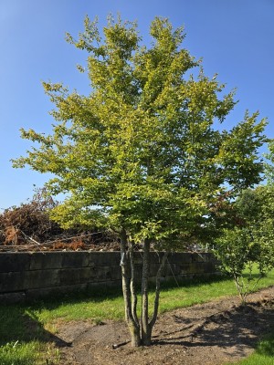 Afbeelding Haagbeuk - Carpinus Betulus