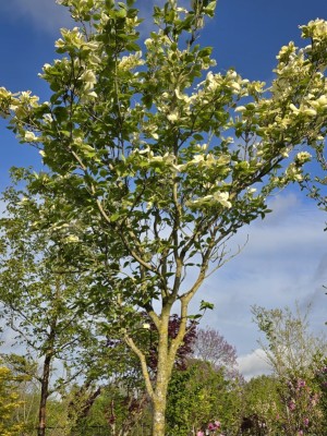 Afbeelding Veelbloemige Kornoelje - Cornus florida 'Cloud Nine'
