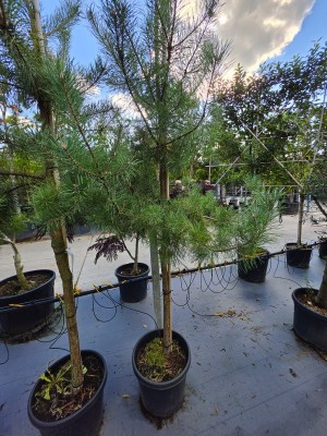 Afbeelding Waldkiefer-Hochstamm - Pinus sylvestris