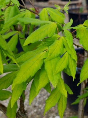 Afbeelding driebloemige esdoorn - Acer Triflorum