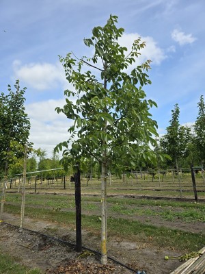 Afbeelding Walnoot - Juglans regia 'Axel'