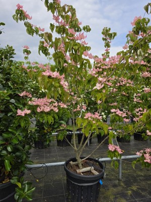 Afbeelding Japanse grootbloemige roze kornoelje - Cornus 'Rosy Teacups'