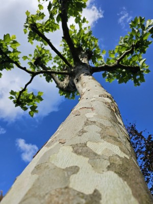 Afbeelding Platane mit Ballerinastamm - Platanus x hispanica