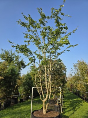 Afbeelding Sycoparrotia meerstammig - Sycoparrotia semidecidua