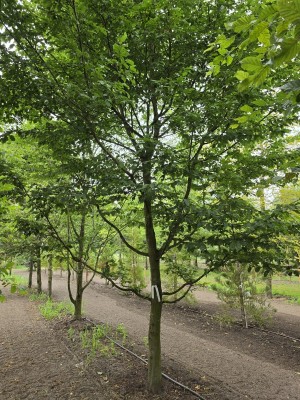 Afbeelding Haagbeuk als inheemse klimboom - Carpinus betulus