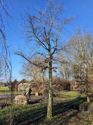 Afbeelding Groene Beuk - Fagus sylvatica