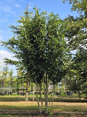 Afbeelding Laurierkers 'Caucasica' - Prunus laurocerasus 'Caucasica'