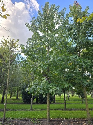 Afbeelding Amberbaum - Liquidambar styraciflua