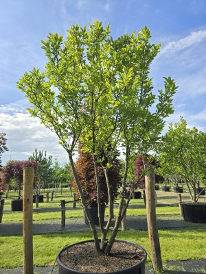Afbeelding Magnolia 'Susan' - Magnolia 'Susan'