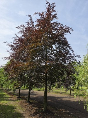 Afbeelding Rode beuk - Fagus sylvatica 'Atropunicea'