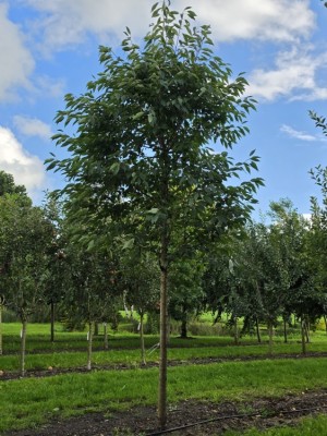 Afbeelding Weiße gefüllt blühende Zierkirsche - Prunus avium 'Plena'