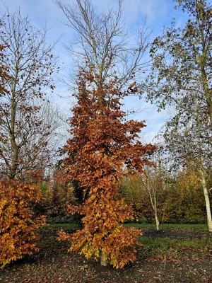 Afbeelding Grüne Buche - Fagus sylvatica