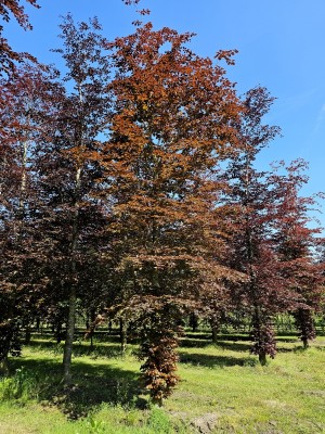 Afbeelding Rotbuche - Fagus sylvatica 'Atropunicea'