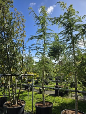Afbeelding Zeder mit gelbgrünen Nadeln - Cedrus deodara 'Aurea'
