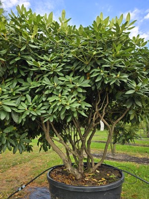 Afbeelding Rhododendron - Rhododendron 'Catawbiense Boursault'
