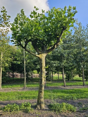 Afbeelding Plataan - Platanus hispanica