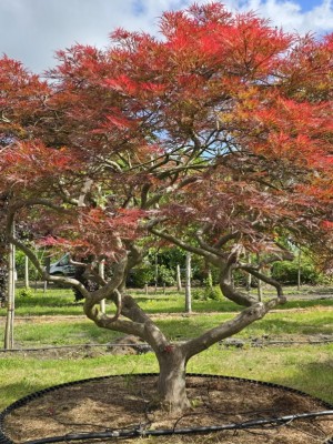 Afbeelding Japanischer Ahorn - Acer palmatum 'Garnet'
