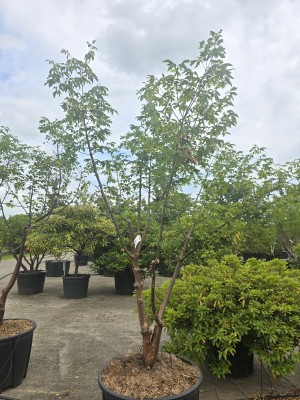 Afbeelding Papieresdoorn - Acer griseum