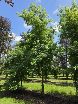Afbeelding Amberboom - Liquidambar Styraciflua