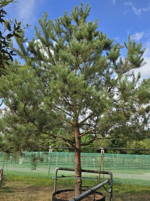 Afbeelding Grove Den - Pinus sylvestris
