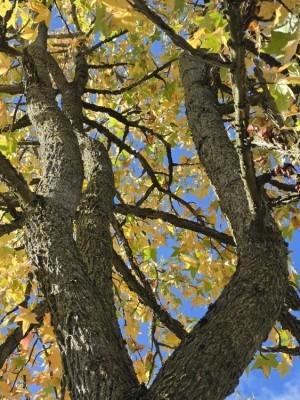 Afbeelding Amberboom - Liquidambar styraciflua