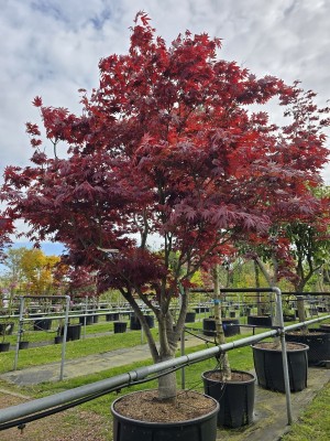 Afbeelding Japanse esdoorn - Acer palmatum 'Fireglow'