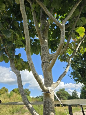 Afbeelding Perzisch IJzerhout - Parrotia persica 'Vanessa'