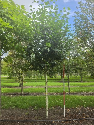 Afbeelding Witte berk - Betula utilis 'Jacquemontii' (Doorenbos)