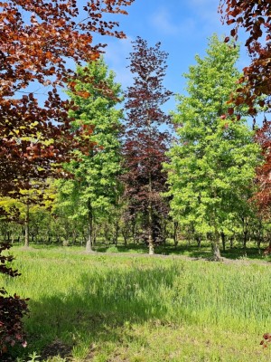 Afbeelding Rode beuk - Fagus sylvatica 'Atropunicea'