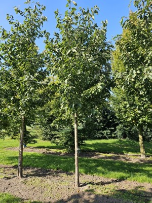 Afbeelding Kers 'Regina' - Prunus avium 'Regina'