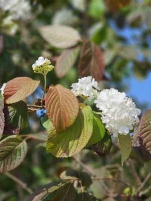 Afbeelding Japanse sneeuwbal - Viburnum plicatum 'Popcorn'