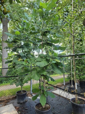 Afbeelding Großblättrige Magnolie - Magnolia macrophylla
