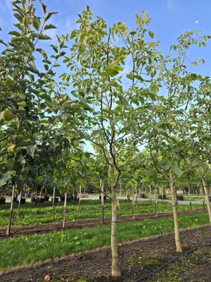 Afbeelding Walnoot 'Cyril' - Juglans regia 'Cyril'