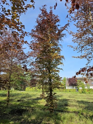 Afbeelding Rode beuk - Fagus sylvatica 'Atropunicea'