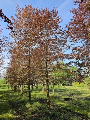 Afbeelding Rode beuk - Fagus sylvatica 'Atropunicea'