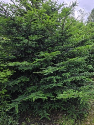 Afbeelding Taxus Venijnboom - Taxus Baccata