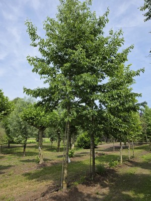 Afbeelding Grootbladig Japanse of Kaukasische Els - Alnus x spaethii 'Spaeth'