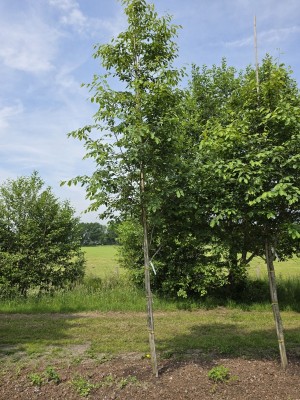 Afbeelding Krentenboompje - Amelanchier arborea 'Robin Hill'