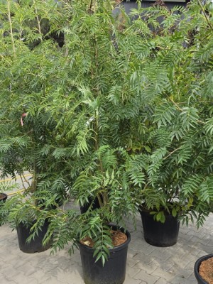 Afbeelding Eberesche 'Dodong' - Sorbus 'Dodong'