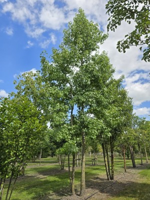 Afbeelding Meerstammige amberboom - Liquidambar styraciflua
