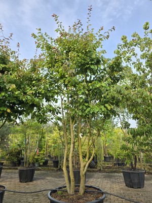 Afbeelding Perzisch IJzerhout - Parrotia persica