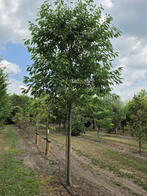 Afbeelding Witte dubbelbloemige sierkers - Prunus avium 'Plena'